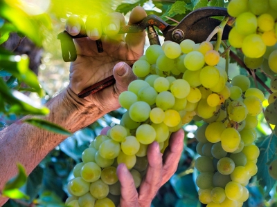 Les vendanges : comprendre une étape essentielle de la naissance des grands vins